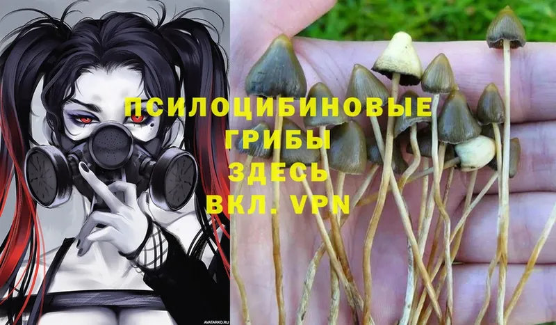 mega как войти  Майкоп  Псилоцибиновые грибы Psilocybe 