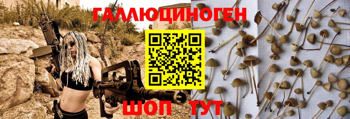 Псилоцибиновые грибы GOLDEN TEACHER  Майкоп  купить наркотики сайты  Галлюциногенные грибы мицелий 